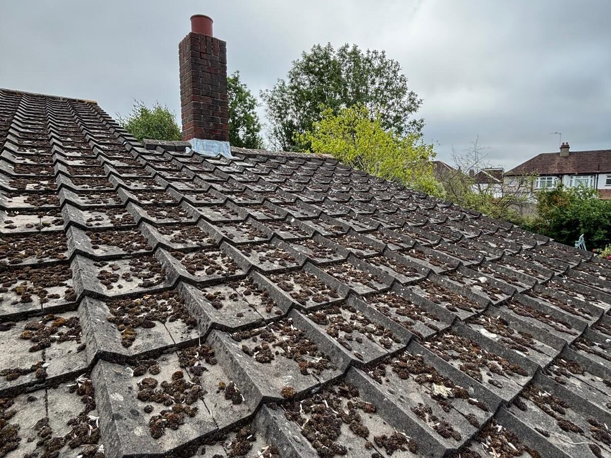 Moss Men clearing moss from a residential roof by hand
